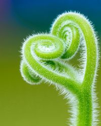 Plant Image