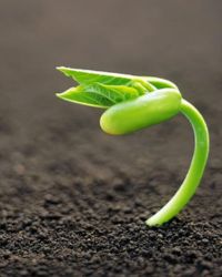 Plant Image