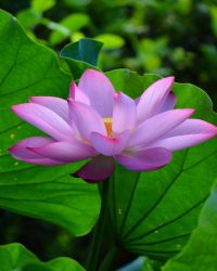 Plant Image
