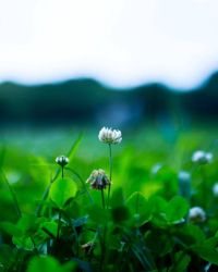 Plant Image