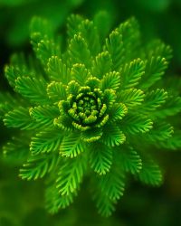 Plant Image