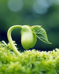 Plant Image