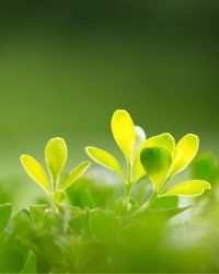 Plant Image