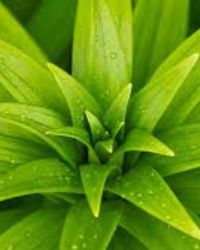 Plant Image