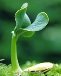 Plant Image